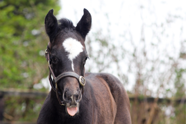 National Stud Tour Image