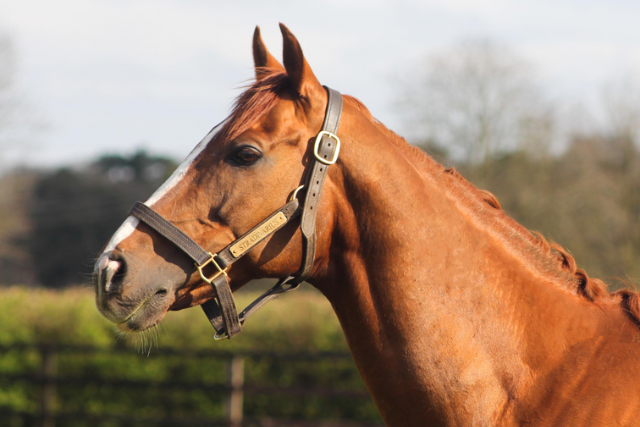 National Stud Tour Image 2 - 640 x 427px