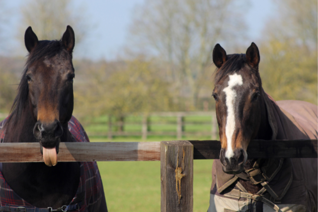 National Stud Tour Image 4 - 640 x 427px