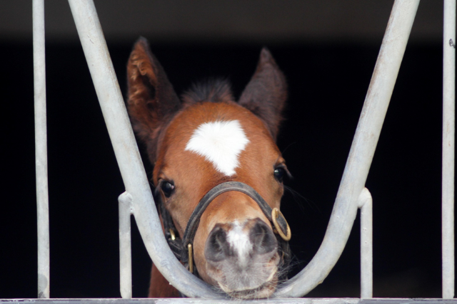 National Stud Tour Image 5 - 640 x 427px