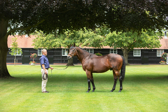 Dalham Hall Stud Image - 640 x 427px (1)